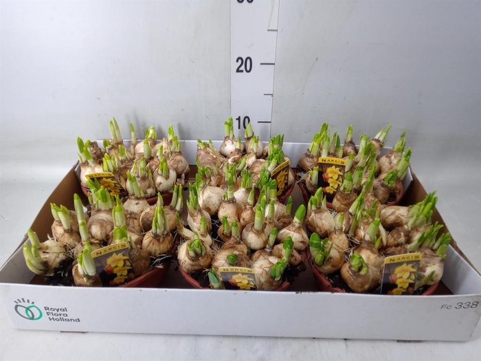 <h4>Narcissus  'Tete a tete'</h4>