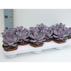 Echeveria Perle von Nurnberg