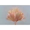Dried Palm Sun 6pc Light Pink Bunch