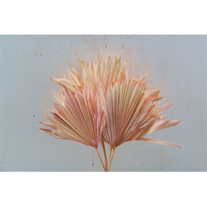 Dried Palm Sun 6pc Light Pink Bunch