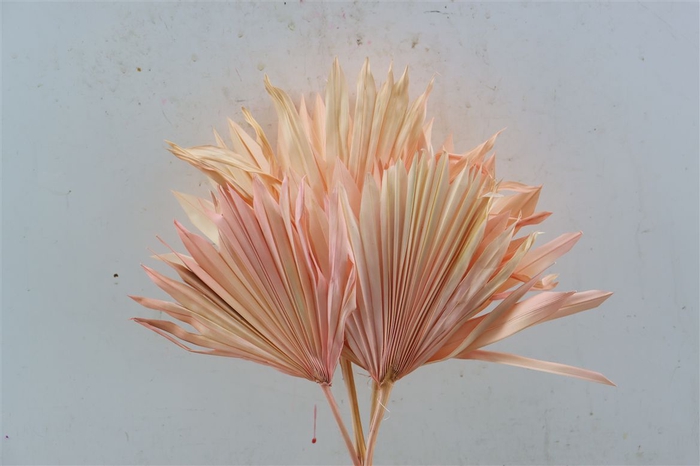 <h4>Dried Palm Sun 6pc Light Pink Bunch</h4>