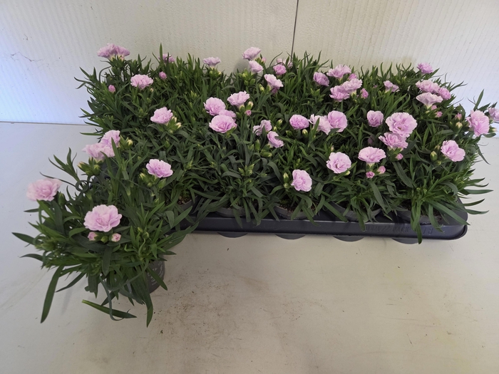 <h4>DIAN S TR GRACE</h4>