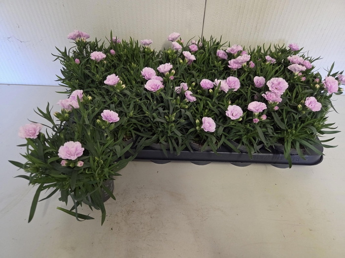 <h4>DIAN S TR GRACE</h4>