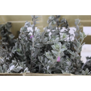 FOLHAGEM LEUCOPHYLLUM
