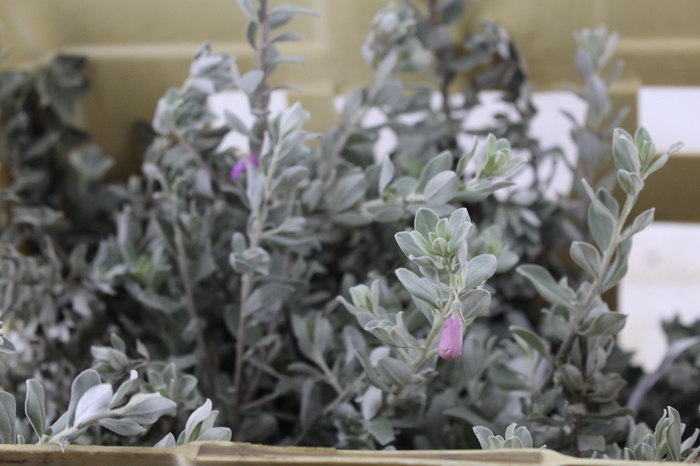 <h4>FOLHAGEM LEUCOPHYLLUM</h4>