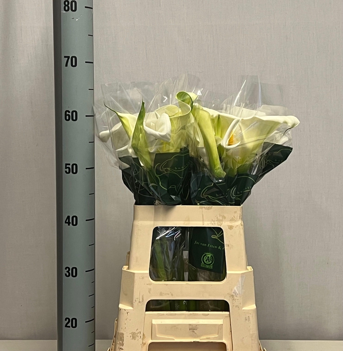 <h4>ZANT AE CHILDSIANA</h4>