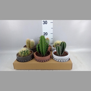 Cactus   ...