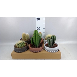 Cactus   ...