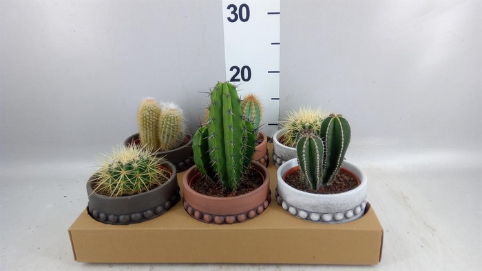 <h4>Cactus   ...</h4>