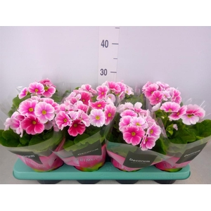 Primula obcon. 'Touch Me Red White'