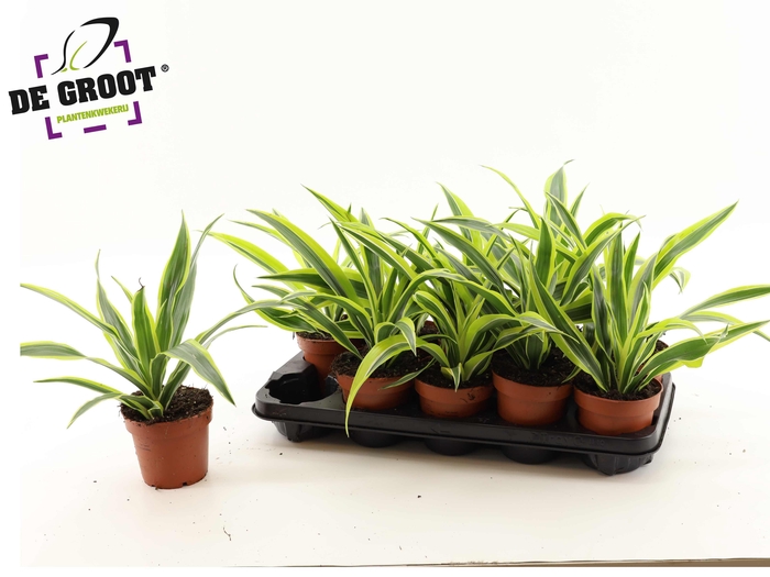 <h4>DRA DE LEMON LIME</h4>