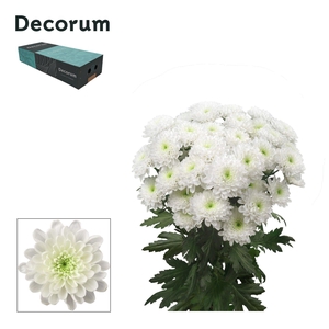 Chr T Altaj Decorum exportbox