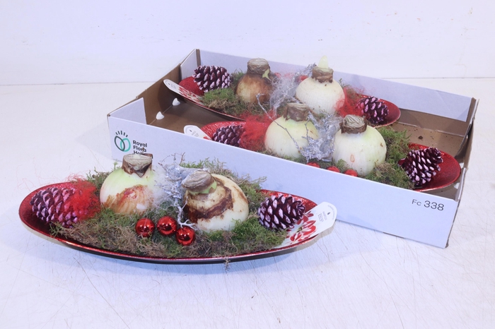 <h4>ARR HIPPEASTRUM</h4>