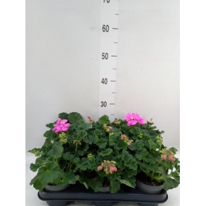 Pelargonium zona.   ...F1