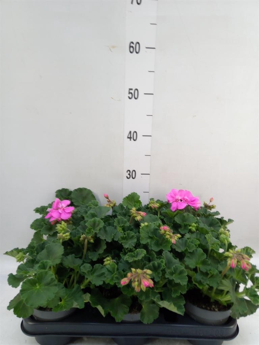 <h4>Pelargonium zona.   ...F1</h4>