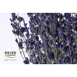 DRIED LAVENDER DARK BLUE 100GR X20*