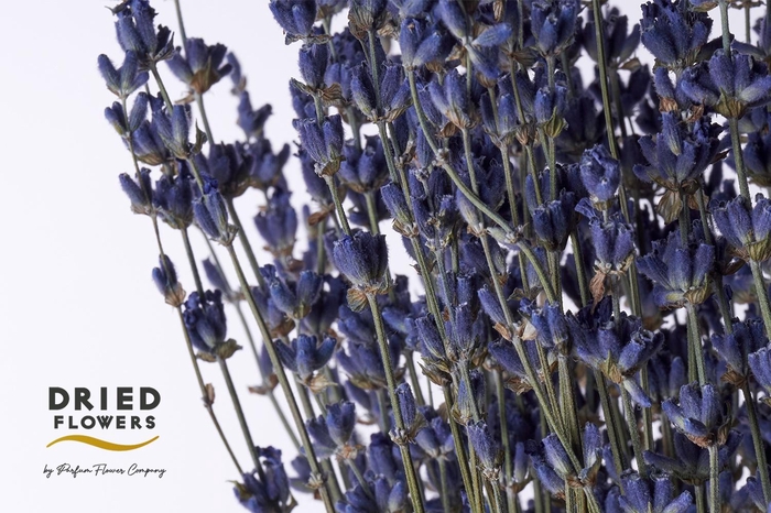 <h4>DRIED LAVENDER DARK BLUE 100GR X20*</h4>