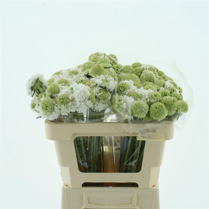<h4>Scabiosa Wit Scoop Extra</h4>