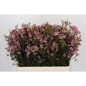 Chamelaucium Grand Adi