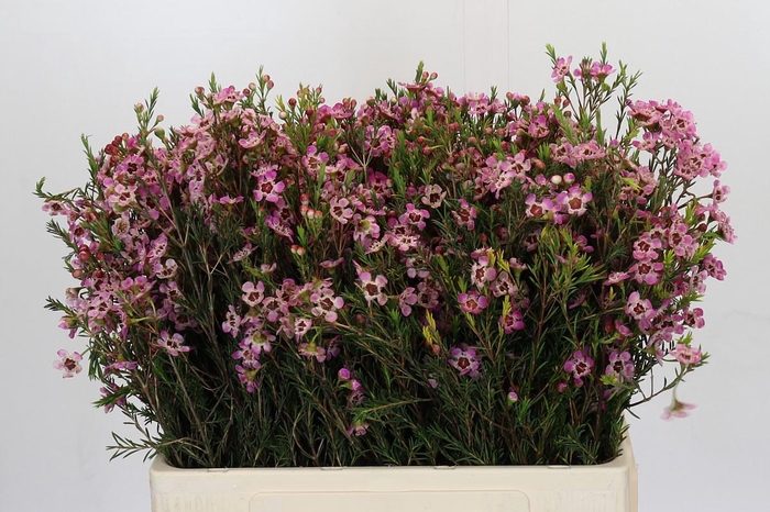 <h4>Chamelaucium Grand Adi</h4>