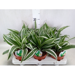 Dracaena frag. 'White Jewel'