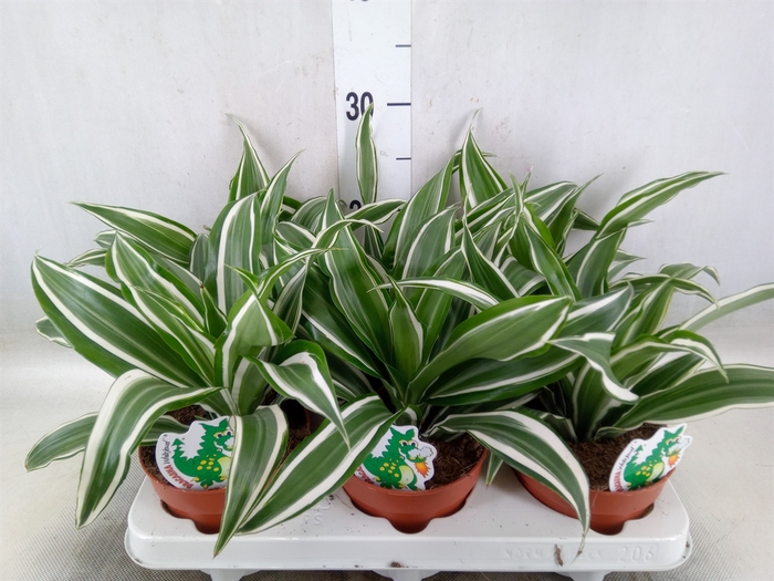 <h4>Dracaena frag. 'White Jewel'</h4>