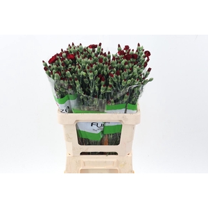 Di Solomio Gemengd in fust