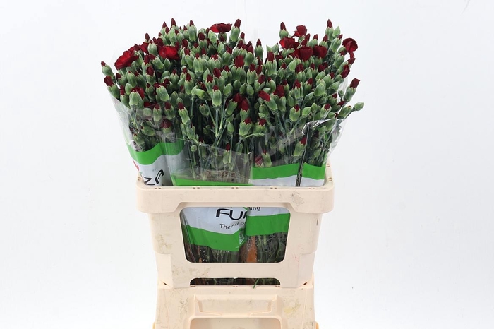 <h4>Di Solomio Gemengd in fust</h4>