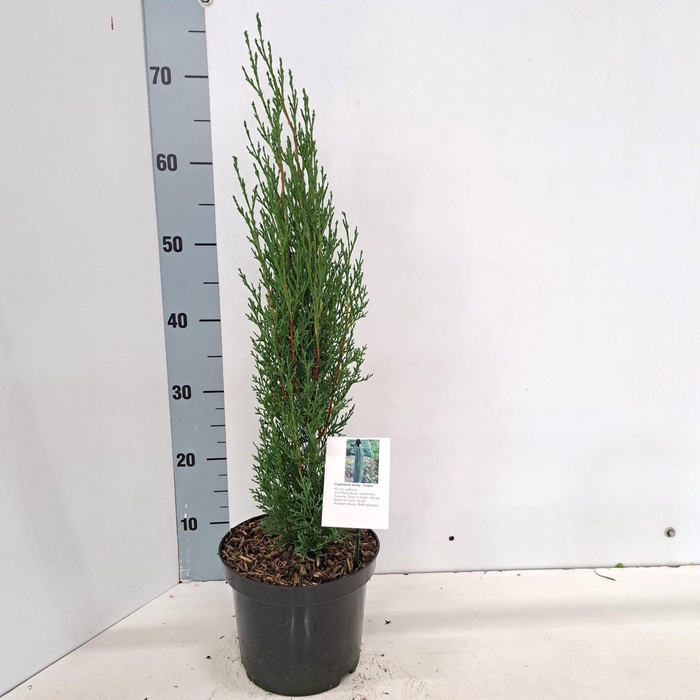 <h4>Cupressus sempervirens Totem</h4>