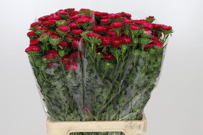 <h4>Callistephus Hot Pink</h4>
