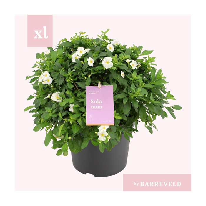 <h4>Solanum White Charles Struik</h4>