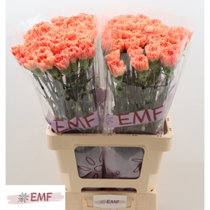 Di St Tamarind EMF