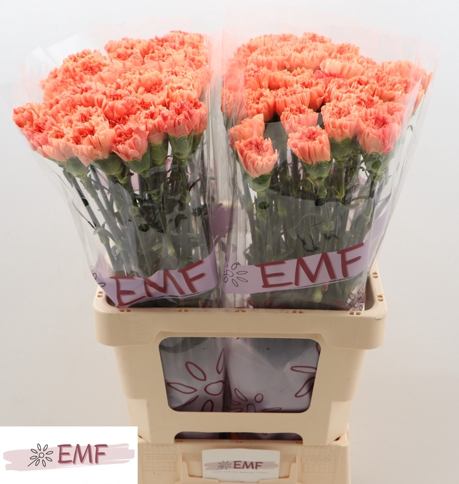 <h4>Di St Tamarind EMF</h4>