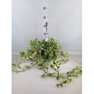 Epipremnum pinn. 'NJoy'