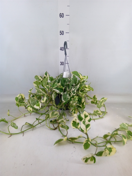 <h4>Epipremnum pinn. 'NJoy'</h4>