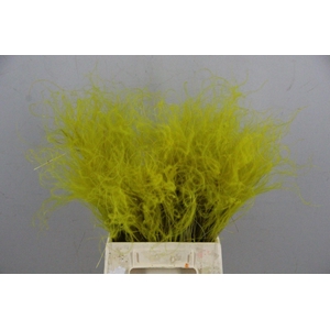 DF Stypha 40cm Bs Yellow