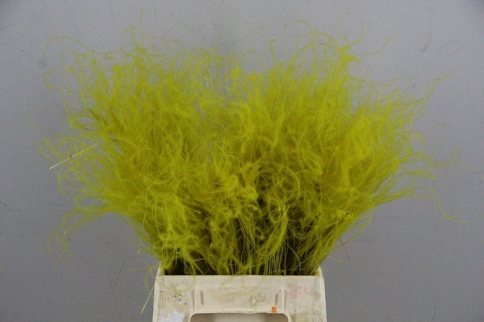 <h4>DF Stypha 40cm Bs Yellow</h4>