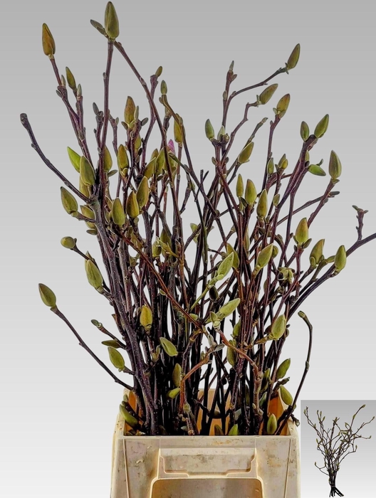 <h4>MAGNOLIA OV</h4>