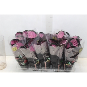 CALATHEA ROSEA PICTA CRIMSON P12