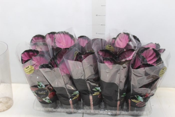 <h4>CALATHEA ROSEA PICTA CRIMSON P12</h4>