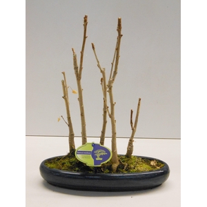 Ginkgo Biloba, group 5 stem