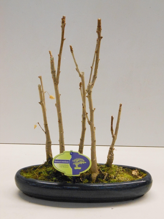 <h4>Ginkgo Biloba, group 5 stem</h4>