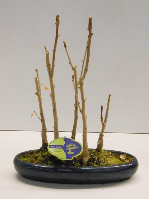 <h4>Ginkgo Biloba, group 5 stem</h4>