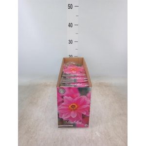 Dahlia   ...flowerbulbs