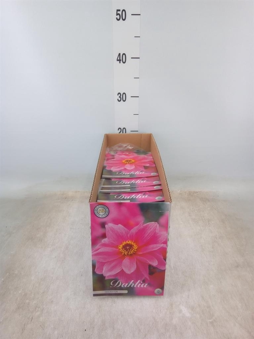 <h4>Dahlia   ...flowerbulbs</h4>