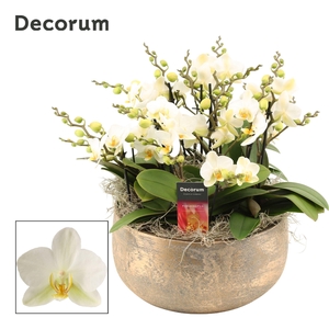 Imperio dazzling 12+ tak symphony Lausanne (Deco-collection)