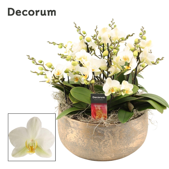 <h4>Imperio dazzling 12+ tak symphony Lausanne (Deco-collection)</h4>