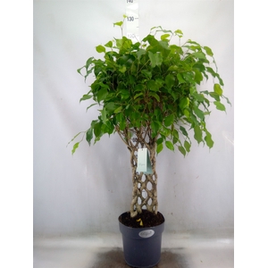 Ficus benja.   ...special shapes