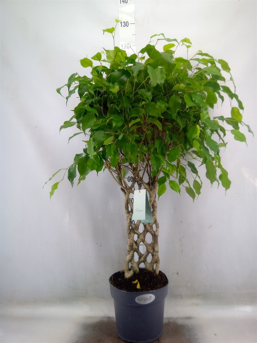 <h4>Ficus benja.   ...special shapes</h4>