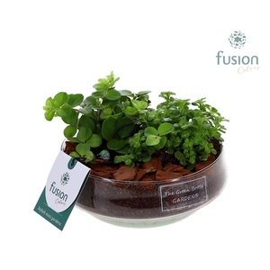 Green Bottle Iris Small met groene planten